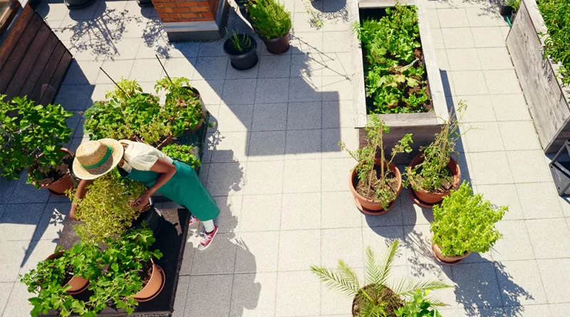 Plant Containers